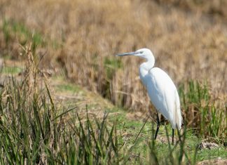 Hillary Heron: ¿Cómo Esta Influencer Transforma el Mundo Digital?