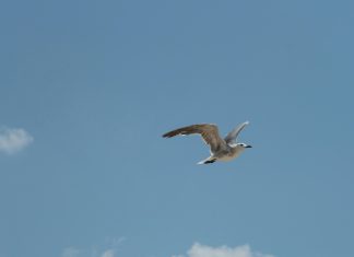 Puerto Caimito: ¿Cuál Es Su Encanto y Qué Debes Descubrir?