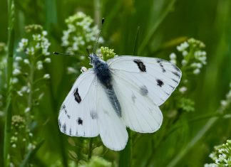 Segundo Pago De Pase-U: ¿Cómo Asegurar Tu Acceso Sin Problemas?