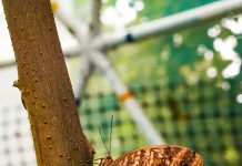 www Panama Solidario Gob Pa: ¿Cómo Acceder a Beneficios Clave?