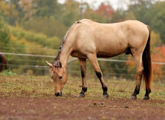 Segundo Pago De Pase-U 2024: ¿Cómo Obtenerlo Sin Estrés?
