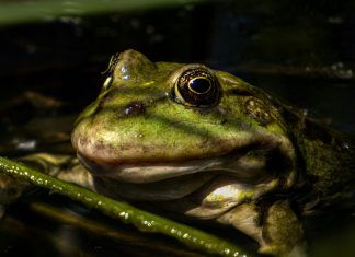 La Rana Dorada: Descubre Sus Secretos y Maravillas Fascinantes