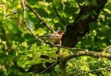 Ricardo Martinelli Twitter: ¿Qué Revelaciones Impactantes Hay?
