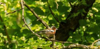 Ricardo Martinelli Twitter: ¿Qué Revelaciones Impactantes Hay? Noticias de Panamá