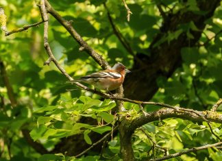 Ricardo Martinelli Twitter: ¿Qué Revelaciones Impactantes Hay?