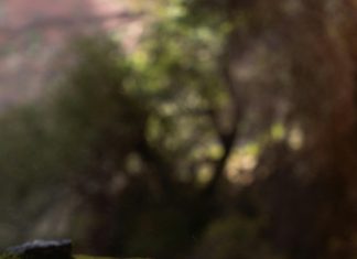 Chame: ¿Cómo Transformar Tu Espacio En Un Oasis Natural?