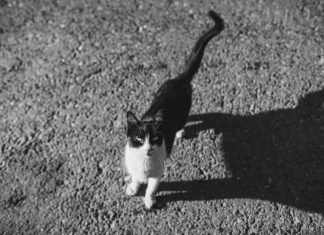 Día A Día Panamá: Descubre Secretos Para Disfrutar al Máximo