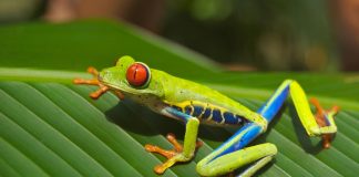 tree frog frog red eyed amphibian 76957 1 Noticias de Panamá