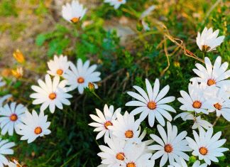 Flor Del Espíritu Santo: ¿Qué Misterios Esconde Su Belleza?