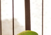 Victoriano Lorenzo: ¿Quién Fue Este Héroe Olvidado de la Historia?