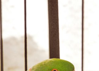 Victoriano Lorenzo: ¿Quién Fue Este Héroe Olvidado de la Historia?