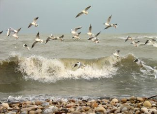 Bono Solidario Del Gobierno: ¿Cómo Obtenerlo Y Beneficios?