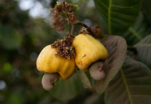 Consulta De Bono Solidario: ¿Cómo Obtener Tu Ayuda Financiera?