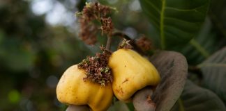 Consulta De Bono Solidario: ¿Cómo Obtener Tu Ayuda Financiera? Noticias de Panamá