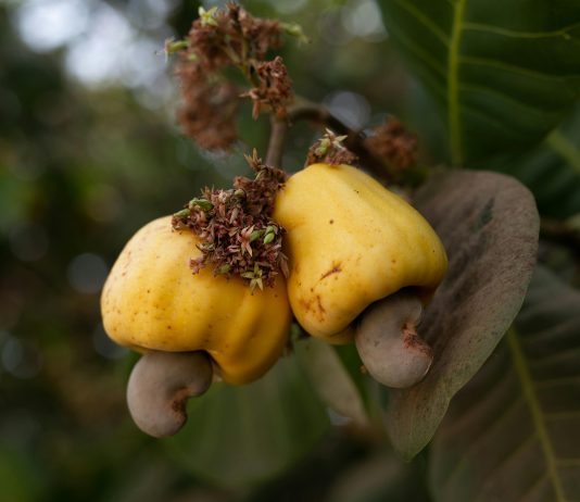 Consulta De Bono Solidario: ¿Cómo Obtener Tu Ayuda Financiera?
