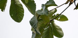 Panamá Costa Rica: ¿Cuál Destino Te Sorprenderá Más? Noticias de Panamá