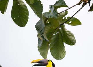 Panamá Costa Rica: ¿Cuál Destino Te Sorprenderá Más?