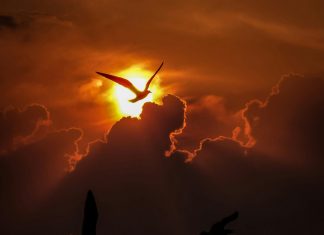 Dorindo Cárdenas: ¿Quién Es Este Fascinante Personaje?