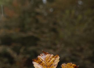 Zoológico El Níspero: ¿Cuál Es Su Encanto Oculto Que Debes Conocer?