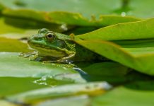 Rana Dorada: ¿Por Qué Es La Especie Más Fascinante De La Selva?