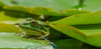 Rana Dorada: ¿Por Qué Es La Especie Más Fascinante De La Selva? Noticias de Panamá