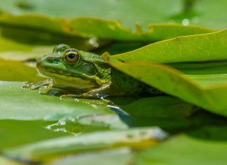 Rana Dorada: ¿Por Qué Es La Especie Más Fascinante De La Selva?