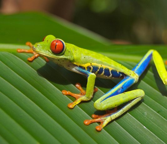 Vale. Panamá Solidario. Gob. Pa: ¿Cómo Acceder a Este Beneficio?