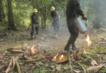 How Wildfires Are Destroying Nature in Panama’s Forests How Wildfires Are Destroying Nature in Panama's Forests