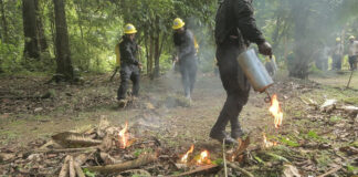 How Wildfires Are Destroying Nature in Panama’s Forests How Wildfires Are Destroying Nature in Panama's Forests
