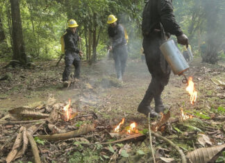 How Wildfires Are Destroying Nature in Panama’s Forests How Wildfires Are Destroying Nature in Panama's Forests