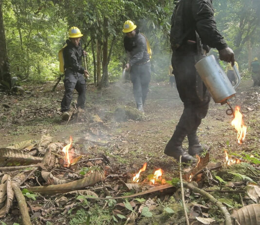 How Wildfires Are Destroying Nature in Panama’s Forests How Wildfires Are Destroying Nature in Panama's Forests