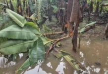 Inundaciones por Huracán Melissa causan graves pérdidas en Barú y Alanje nundaciones-por-huracn-melissa-causan-graves-prdidas-en-bar-y-alanje