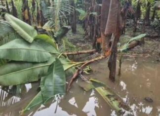 Inundaciones por Huracán Melissa causan graves pérdidas en Barú y Alanje nundaciones-por-huracn-melissa-causan-graves-prdidas-en-bar-y-alanje
