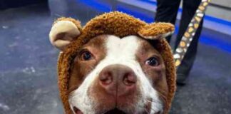 Opción de Adopción de Mascotas: Gunner opcin-de-adopcin-de-mascotas-gunner