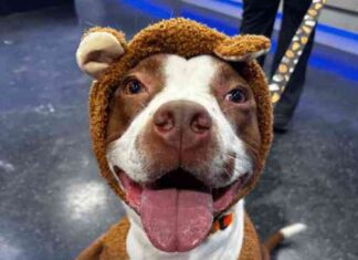 Opción de Adopción de Mascotas: Gunner opcin-de-adopcin-de-mascotas-gunner