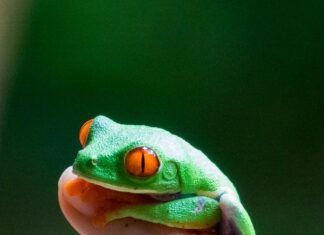 Panama Vs Honduras: ¿Cuál País Ofrece Mejores Experiencias?