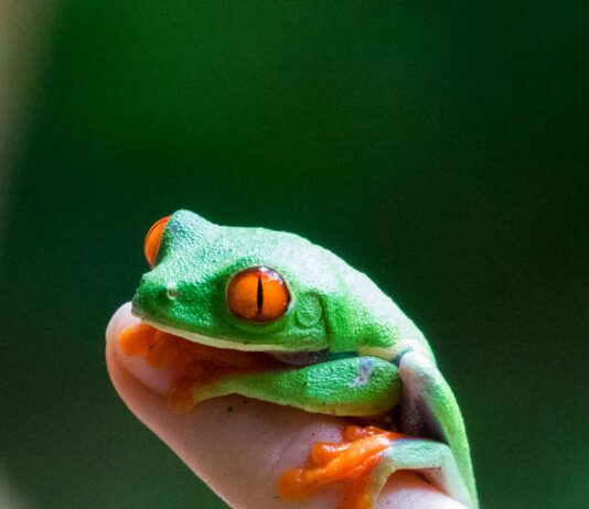Panamá Vs Guatemala: ¿Quién Ganará En Los Próximos Juegos?