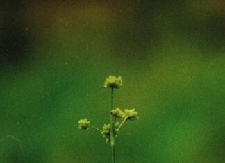 Piramide Para Hoy: Descubre Tu Destino y Oportunidades Ocultas