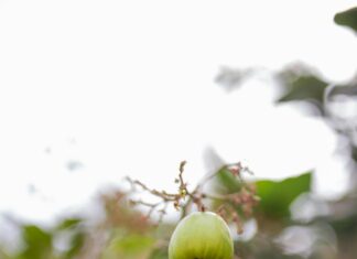 Bono Solidario.gob.pa: ¿Cómo Acceder a Este Beneficio Único?