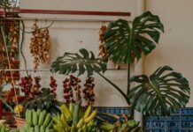 Guayacanes: ¿Cómo Esta Maravillosa Planta Transforma Paisajes?