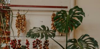 Guayacanes: ¿Cómo Esta Maravillosa Planta Transforma Paisajes? Noticias de Panamá