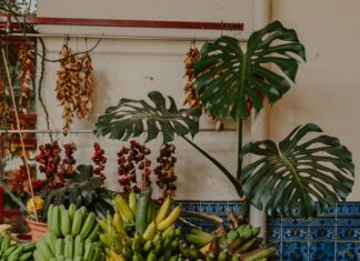 Guayacanes: ¿Cómo Esta Maravillosa Planta Transforma Paisajes?