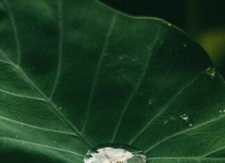 Provel Meduca: Descubre Sus Beneficios Sorprendentes Para Ti