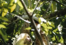 Panamá Jamaica: ¿Cuál Destino Tropical Es Tu Mejor Opción?