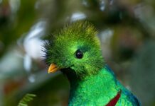 Panamá Vs. Guatemala: ¿Cuál Destino Sorprenderá Más a los Viajeros?