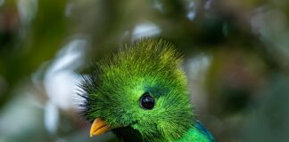 Panamá Vs. Guatemala: ¿Cuál Destino Sorprenderá Más a los Viajeros? Noticias de Panamá