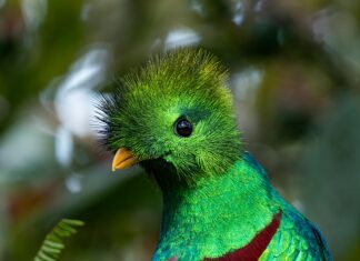 Panama Vs Guatemala: ¿Cuál Destino Es Mejor Para Tu Aventura?