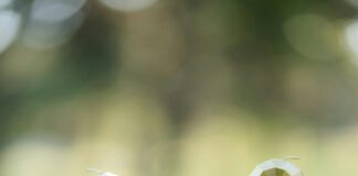 28 De Noviembre Panamá: ¿Qué Sorpresas Nos Traerá Este Evento? Noticias de Panamá