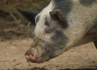 Alcaldía De Arraiján: Descubre Sus Proyectos Innovadores ¡Impactantes!