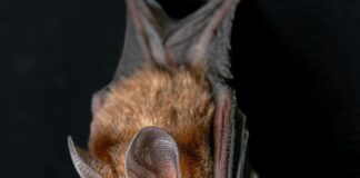 Renovar Licencia Panamá: ¿Cómo Hacerlo Fácil y Rápido? Noticias de Panamá